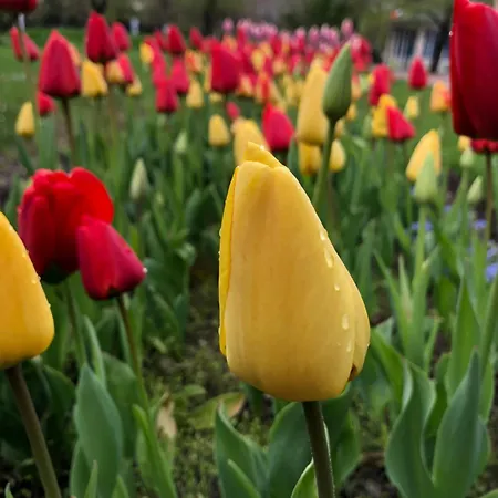 útulný Pár Kroků Od Lázeňské Fontány Appartamento *