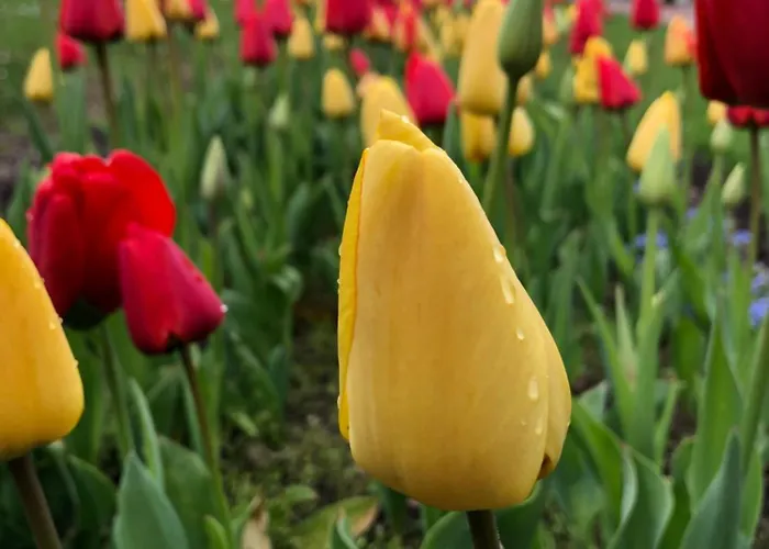 útulný Pár Kroků Od Lázeňské Fontány Appartement *